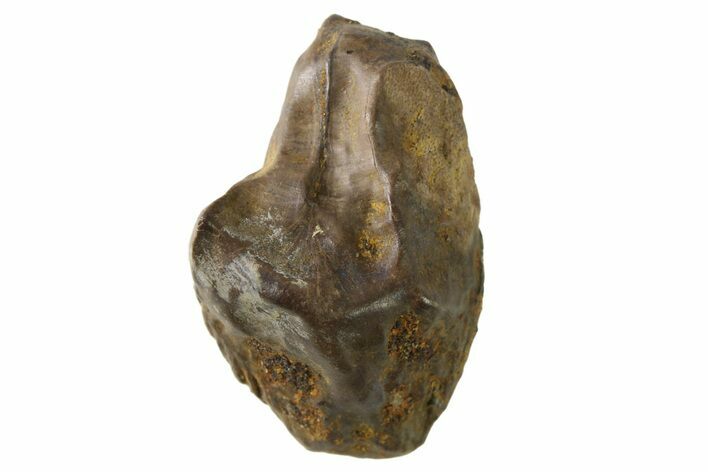 Fossil Dinosaur (Triceratops) Tooth - Montana #339813